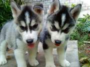 Cute AKC iberian husky puppies for adoption