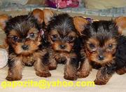 Male and Female Yorkie Puppies